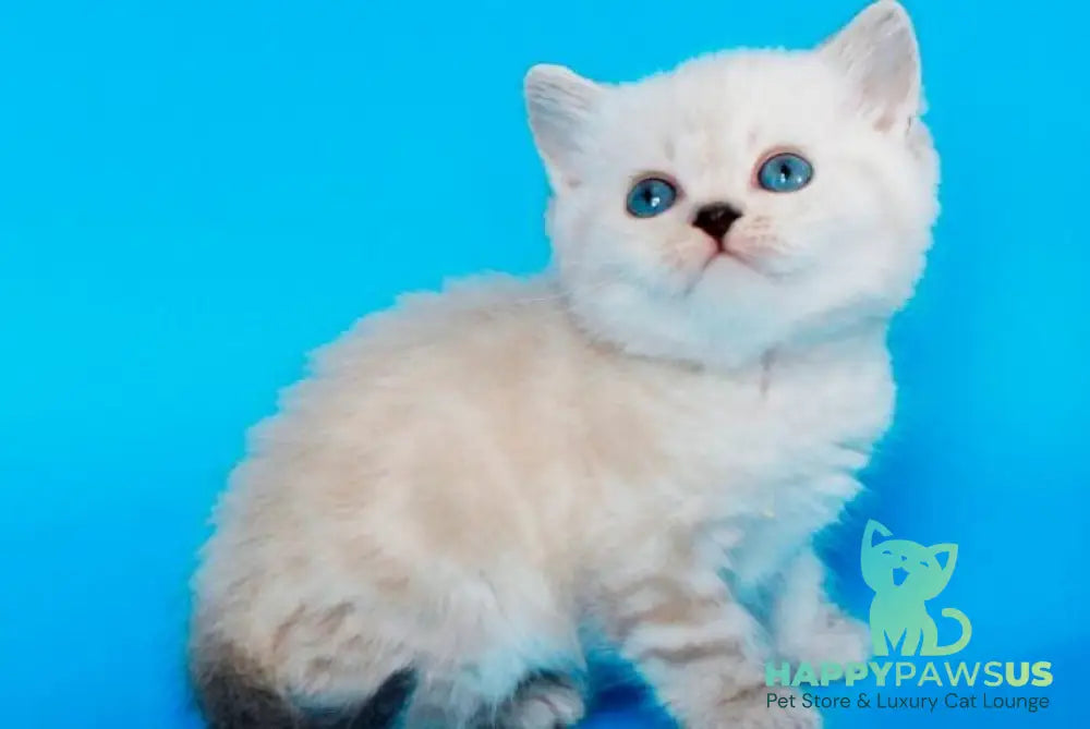 Navarro British Shorthair male black tabby pointed - live animals
