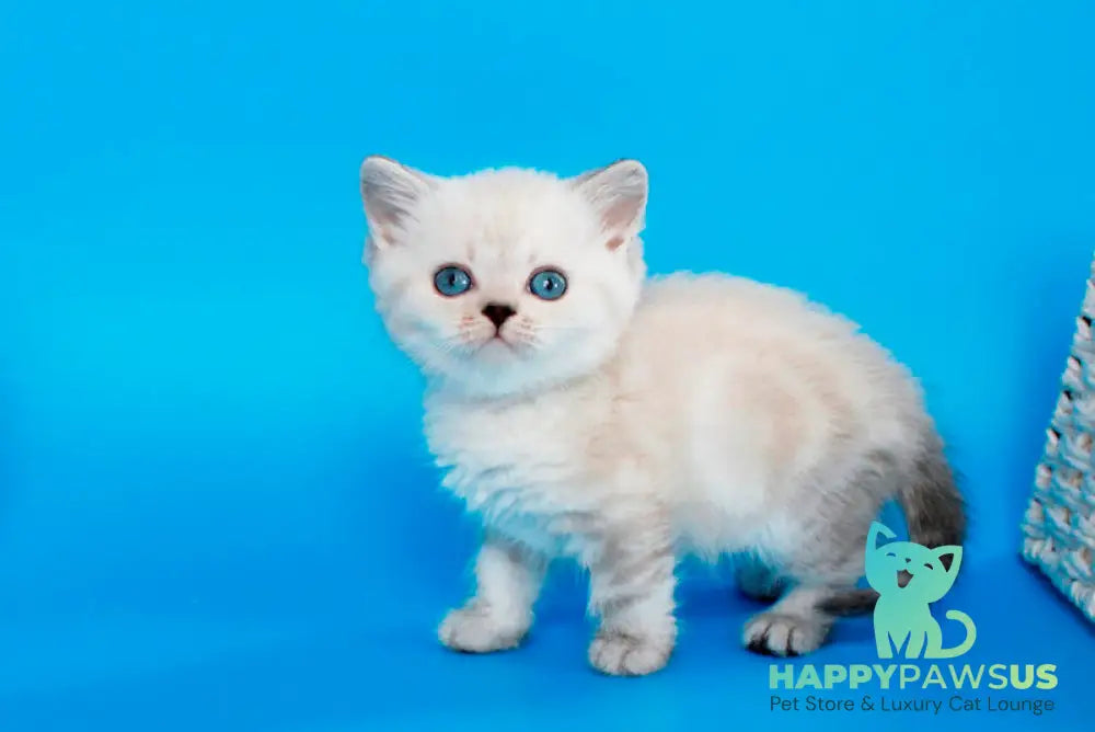 Navarro British Shorthair male black tabby pointed - live animals