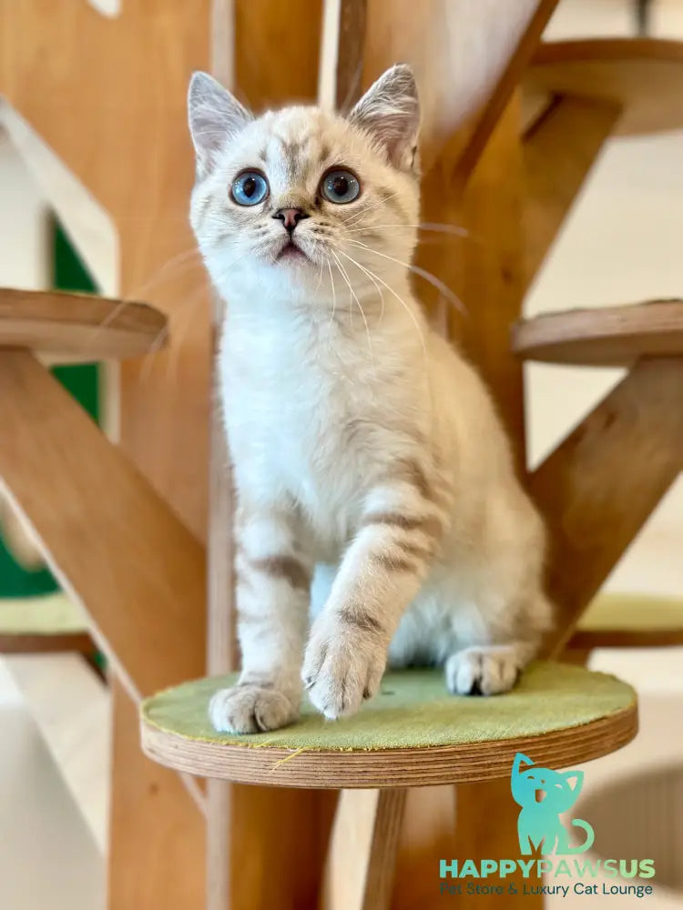 Navarro British Shorthair male black tabby pointed - live animals