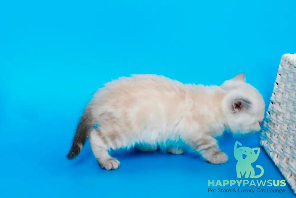 Navarro British Shorthair male black tabby pointed - live animals