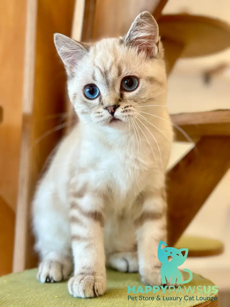 Navarro British Shorthair male black tabby pointed - live animals