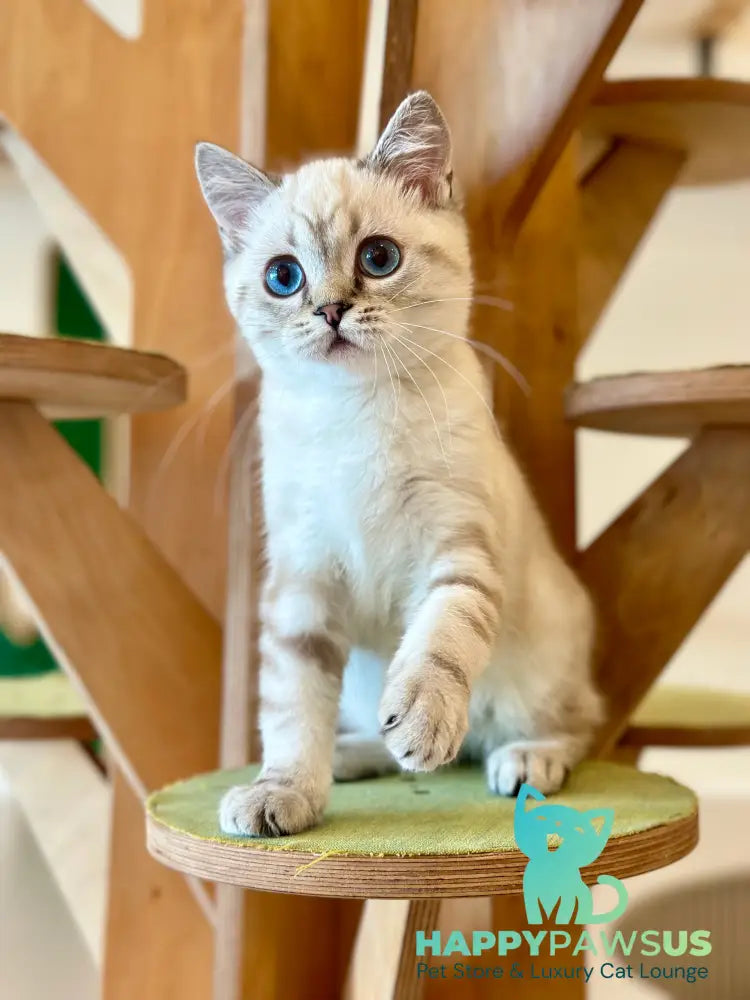 Navarro British Shorthair male black tabby pointed - live animals