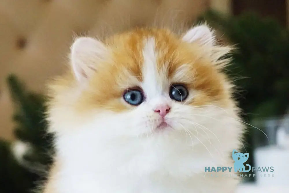 Naya British Longhair female black golden chinchilla bicolour live animals