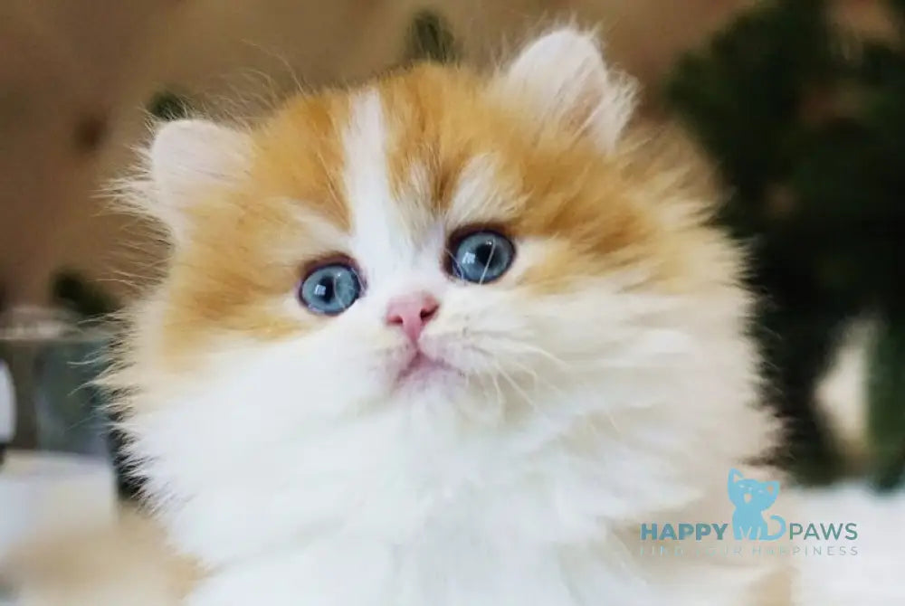 Naya British Longhair female black golden chinchilla bicolour live animals