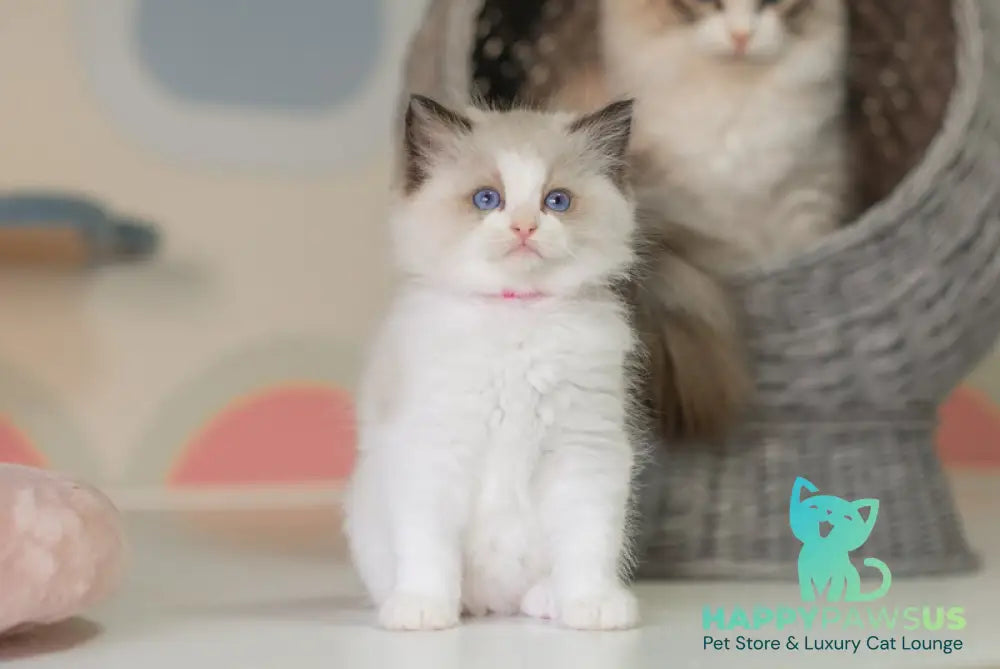 Naya Ragdoll female seal bicolour live animals