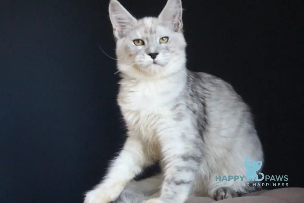 Nayana Maine Coon female black tortie silver spotted tabby live animals