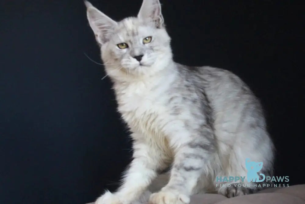 Nayana Maine Coon female black tortie silver spotted tabby live animals