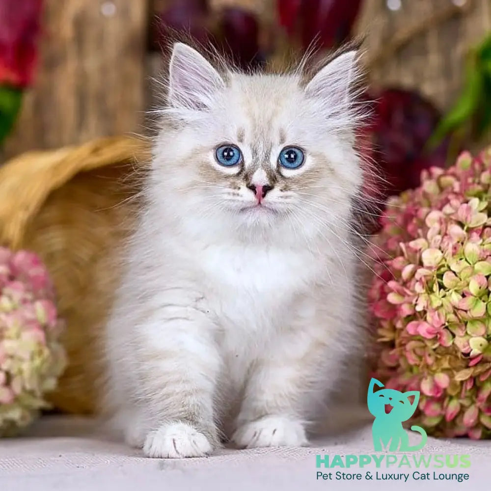 Nayel Siberian male black bicolour tabby pointed - live animals