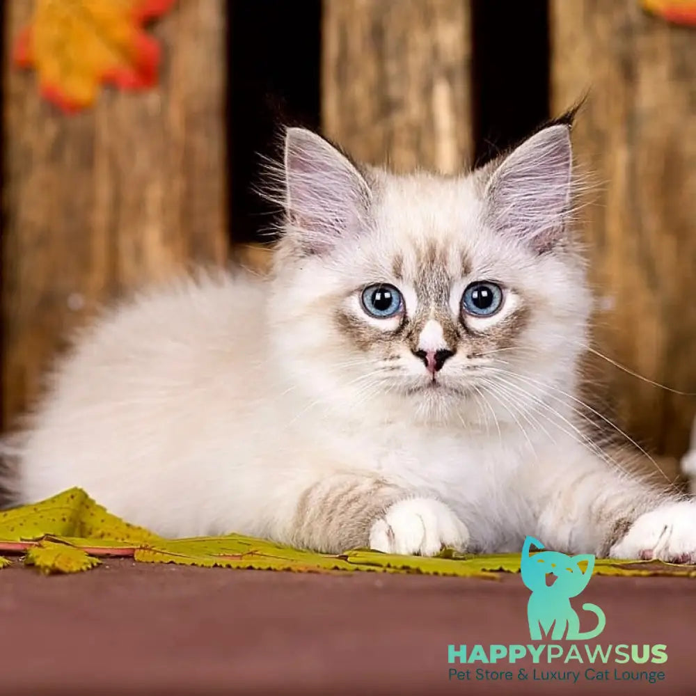 Nayel Siberian male black bicolour tabby pointed - live animals