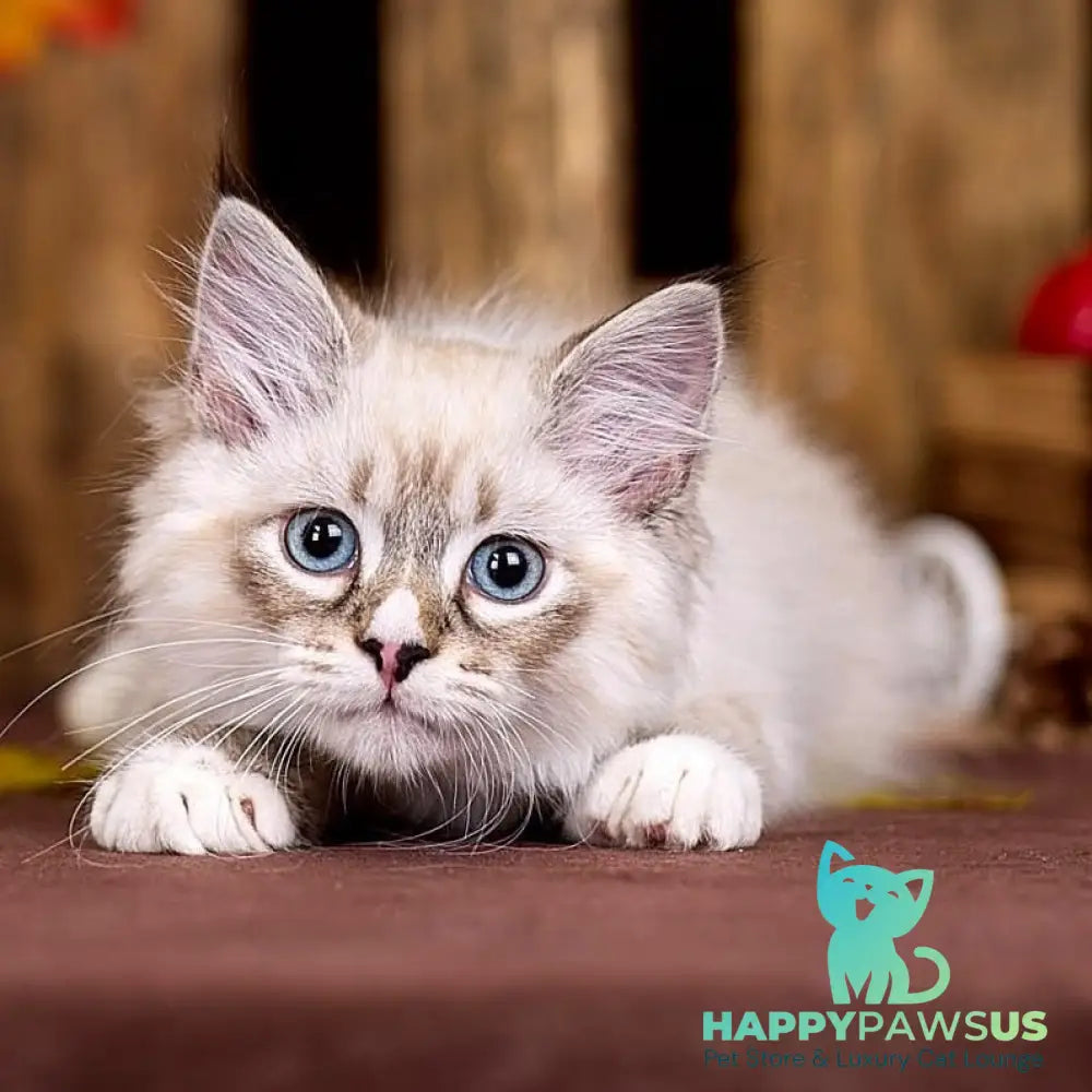 Nayel Siberian male black bicolour tabby pointed - live animals
