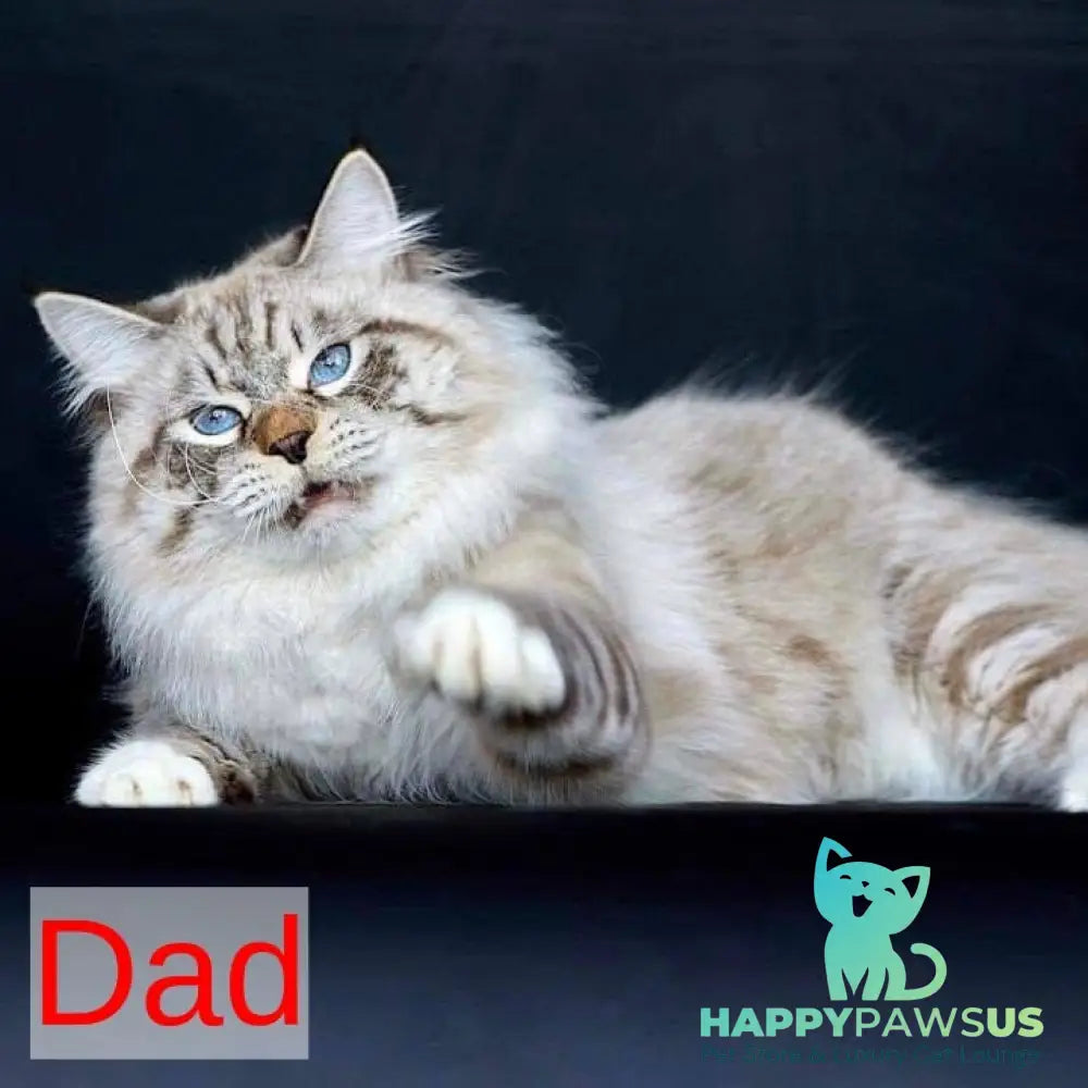 Nayel Siberian male black bicolour tabby pointed - live animals