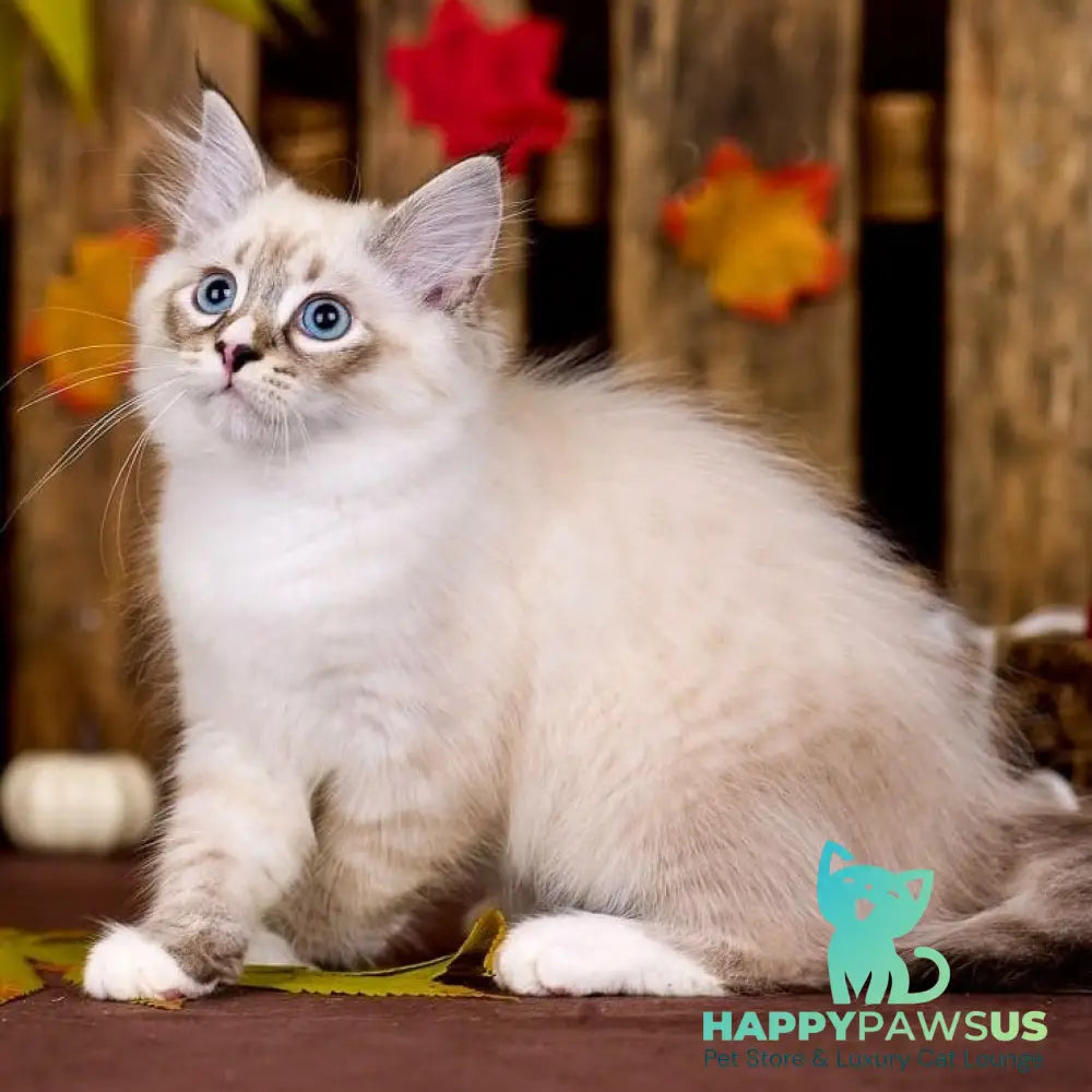 Nayel Siberian male black bicolour tabby pointed - live animals