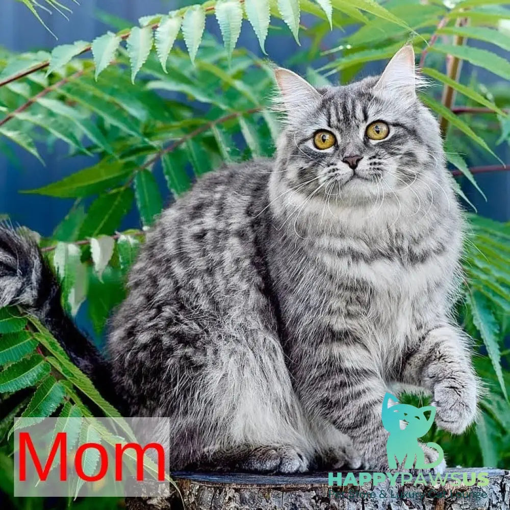 Nayel Siberian male black bicolour tabby pointed - live animals