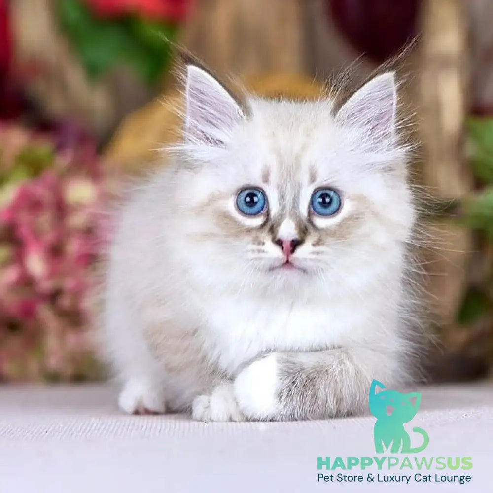 Nayel Siberian male black bicolour tabby pointed - live animals