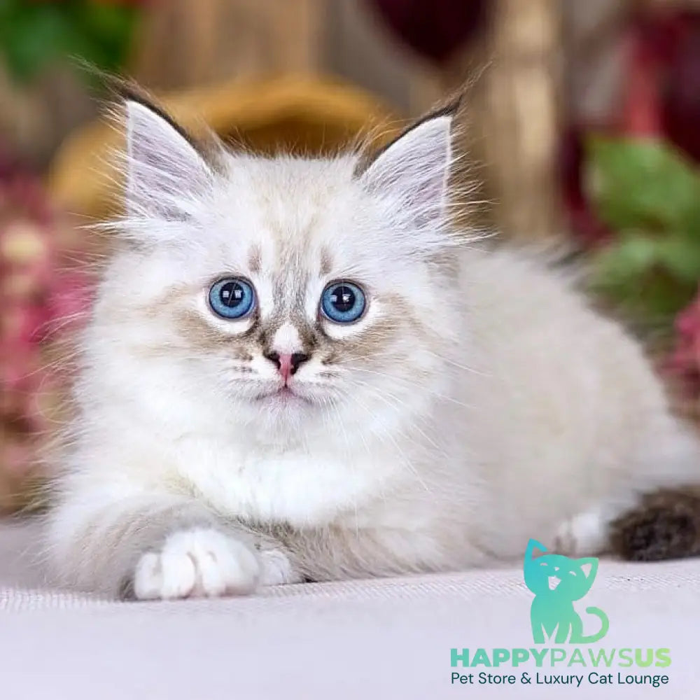 Nayel Siberian male black bicolour tabby pointed - live animals