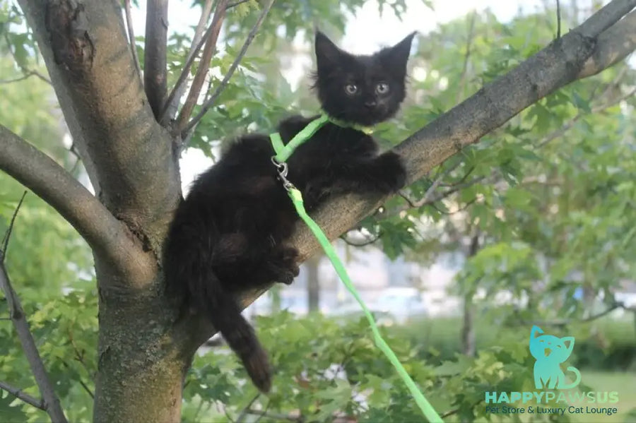 Nazira Maine Coon female black - live animals