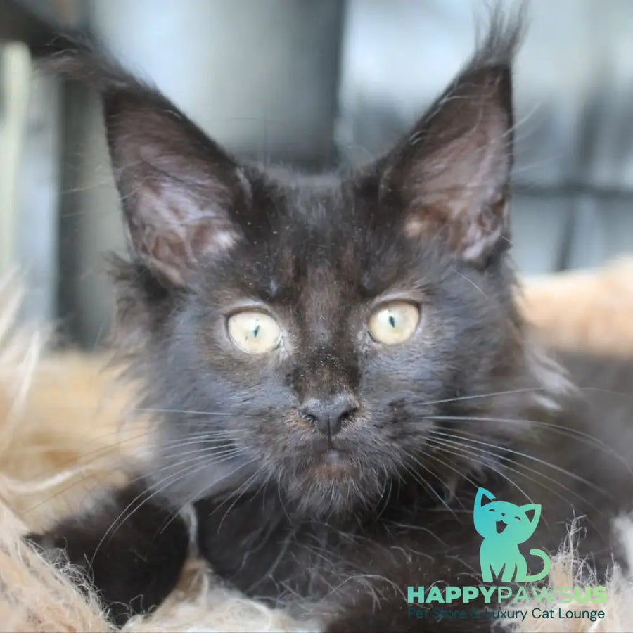 Nazira Maine Coon female black - live animals