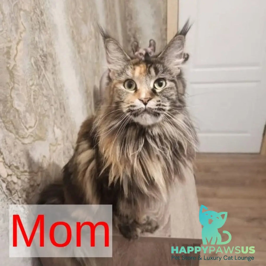 Nazira Maine Coon female black - live animals
