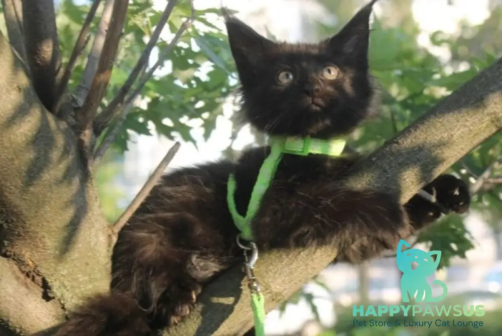 Nazira Maine Coon female black - live animals