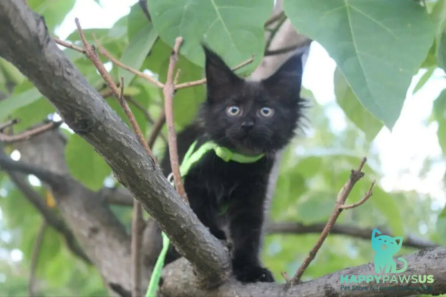 Nazira Maine Coon female black - live animals