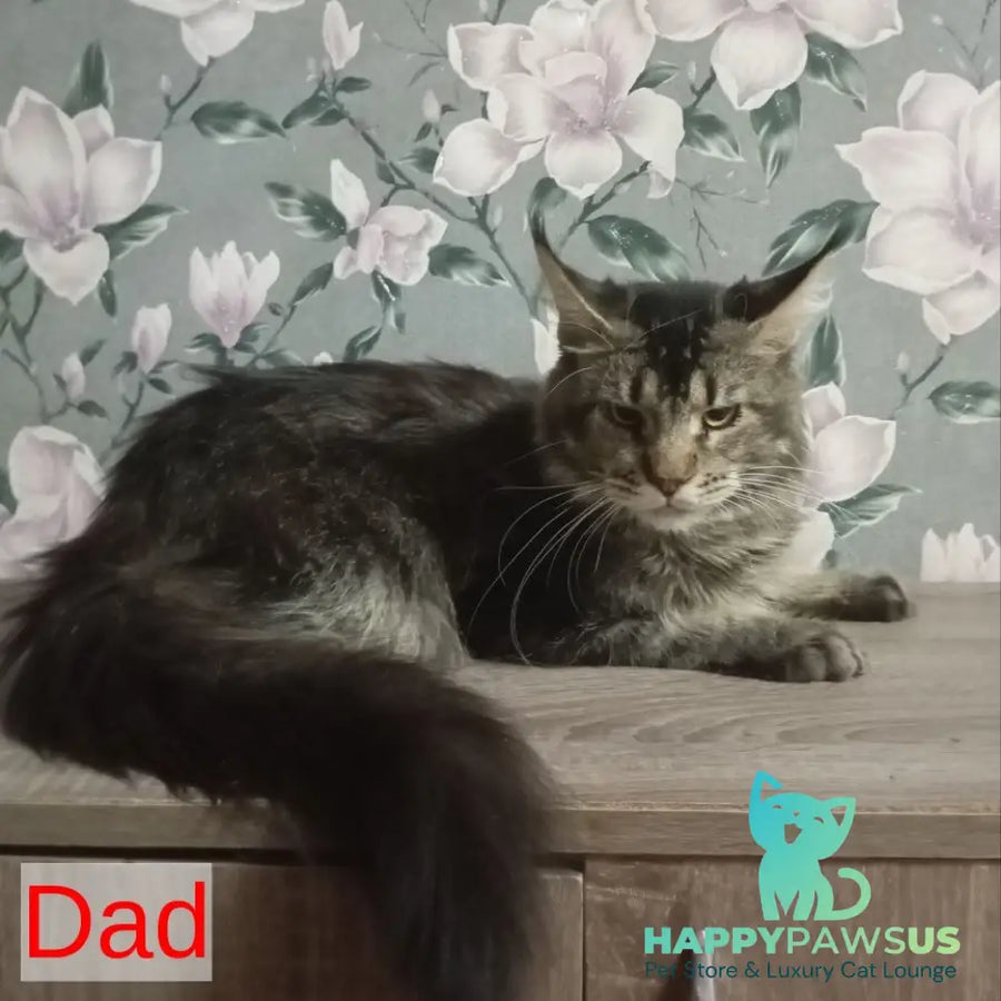 Nazira Maine Coon female black - live animals