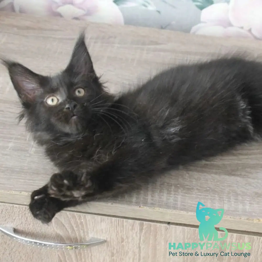 Nazira Maine Coon female black - live animals
