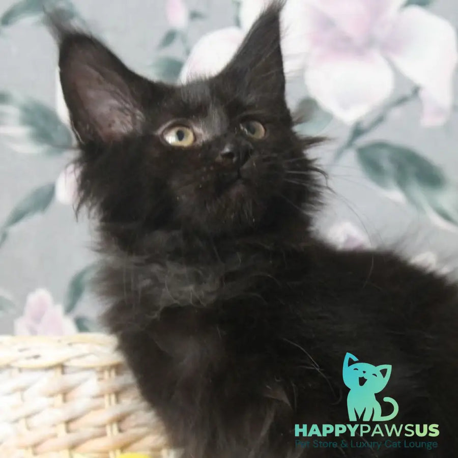 Nazira Maine Coon female black - live animals