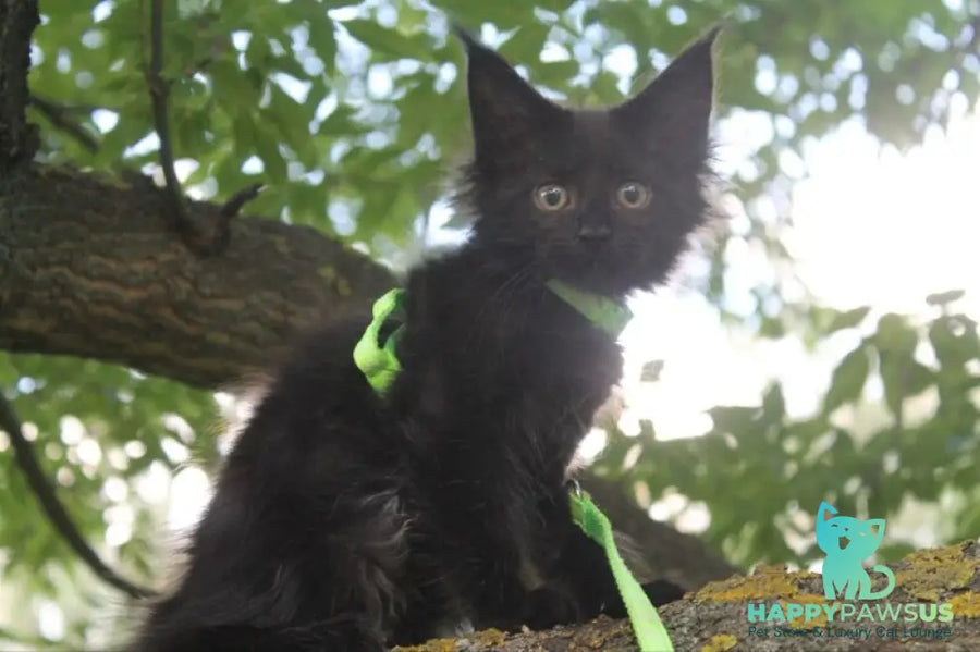 Nazira Maine Coon female black - live animals