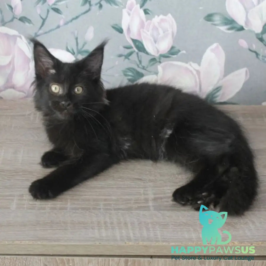 Nazira Maine Coon female black - live animals