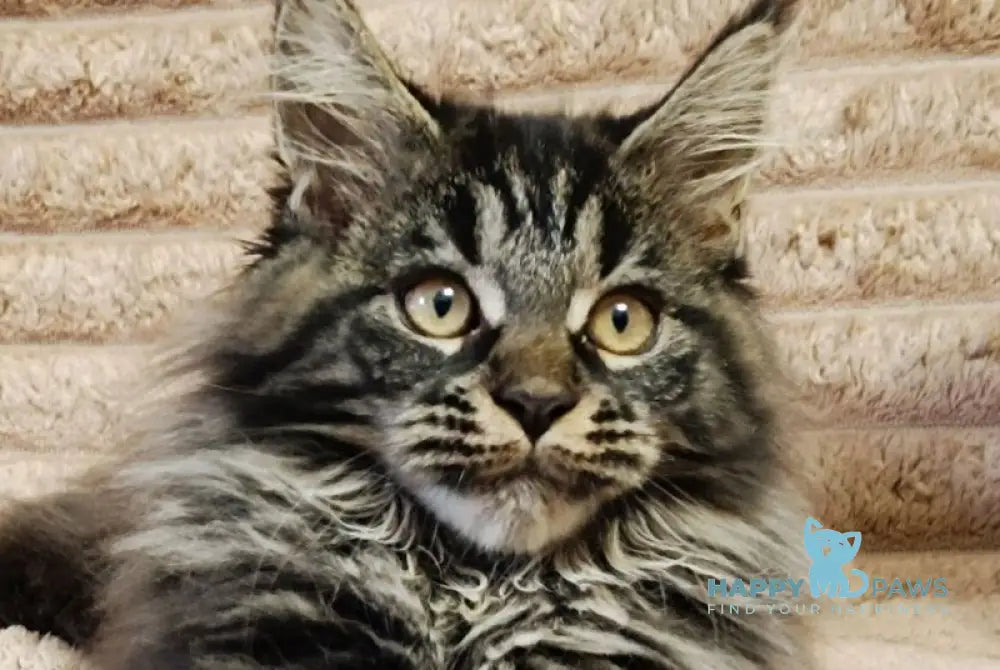 Nebula Maine Coon male black tabby live animals