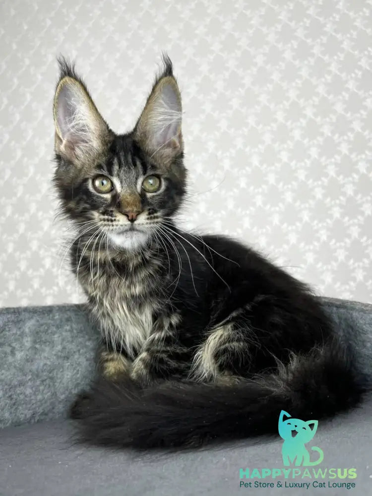 Necko Maine Coon male black tabby - live animals