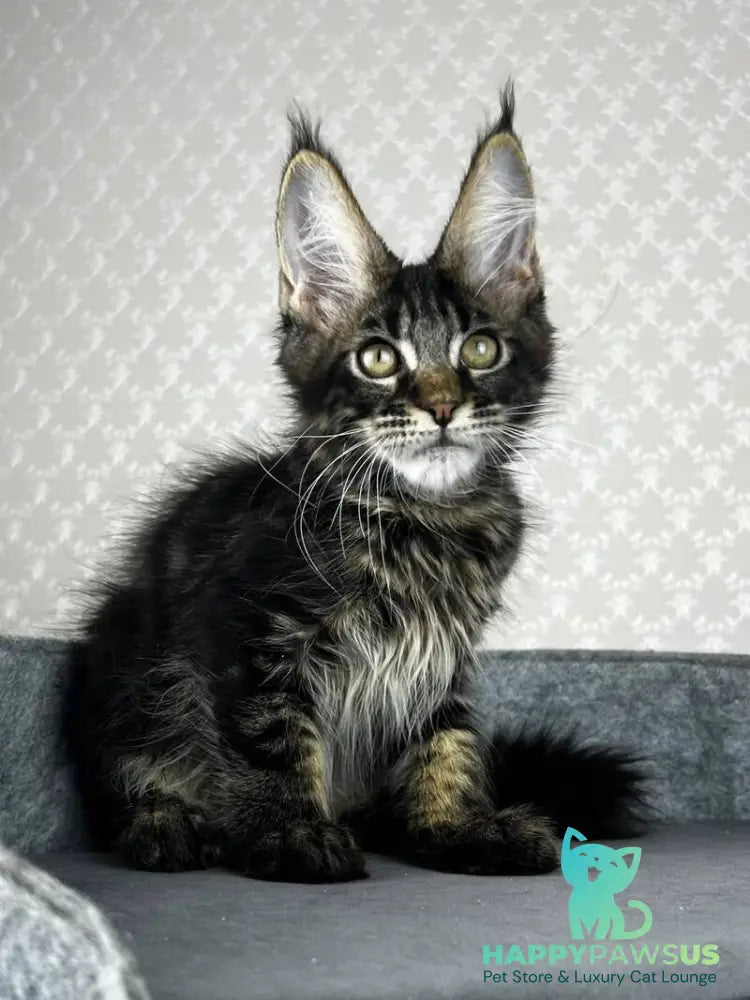 Necko Maine Coon male black tabby - live animals
