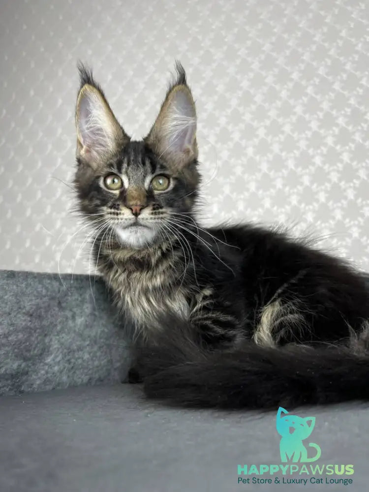 Necko Maine Coon male black tabby - live animals