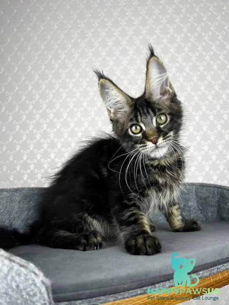 Necko Maine Coon male black tabby - live animals