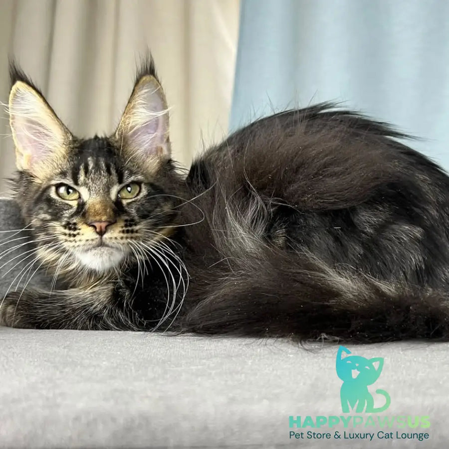 Necko Maine Coon male black tabby - live animals