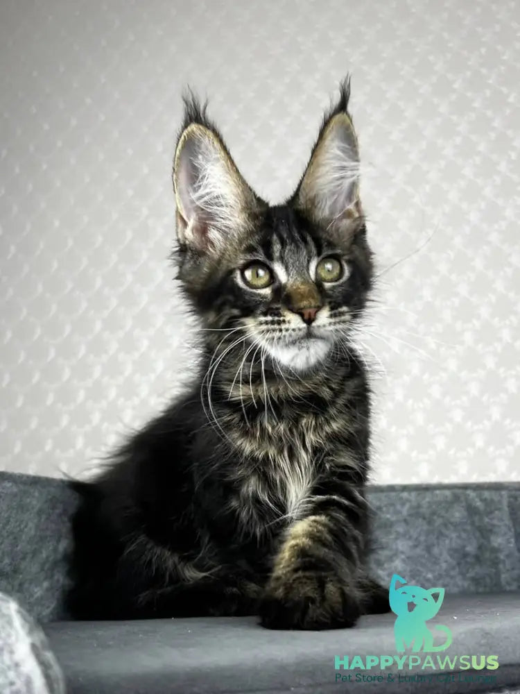 Necko Maine Coon male black tabby - live animals