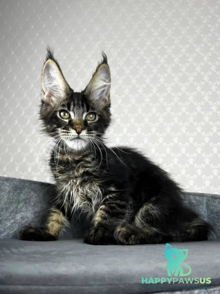 Necko Maine Coon male black tabby - live animals