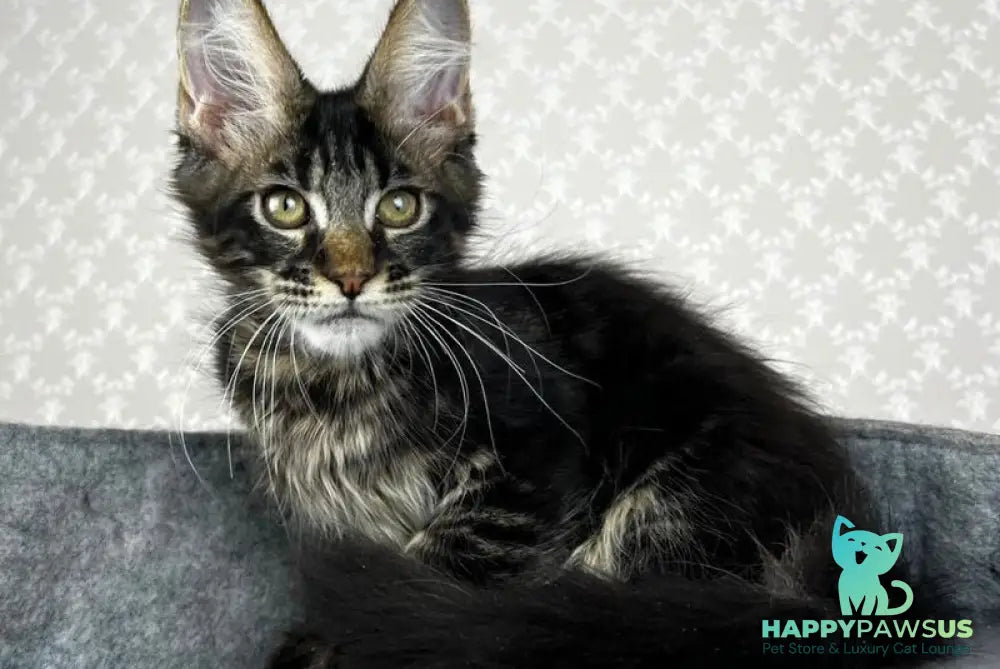 Necko Maine Coon male black tabby - live animals