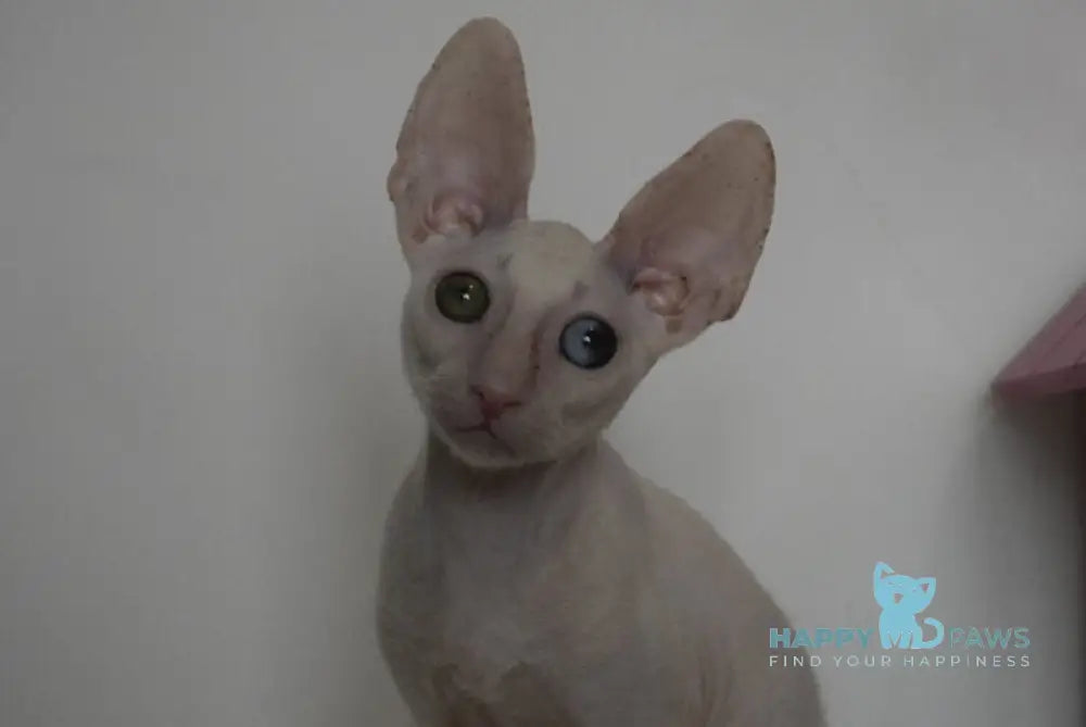 Nectar Cornish Rex male white live animals