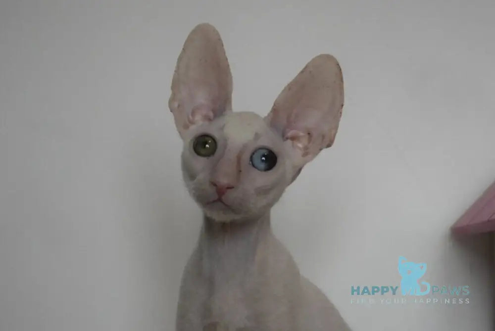 Nectar Cornish Rex male white live animals