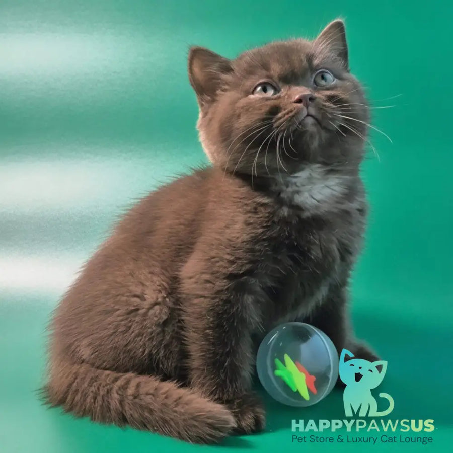 Nefertiti British Shorthair female chocolate - live animals