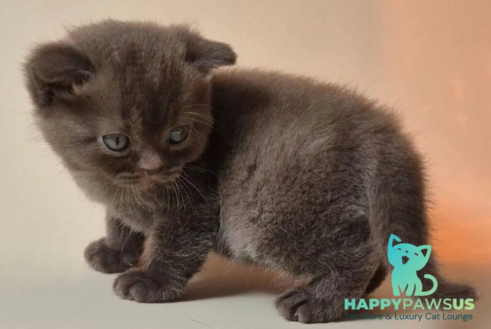 Nefertiti British Shorthair female chocolate - live animals