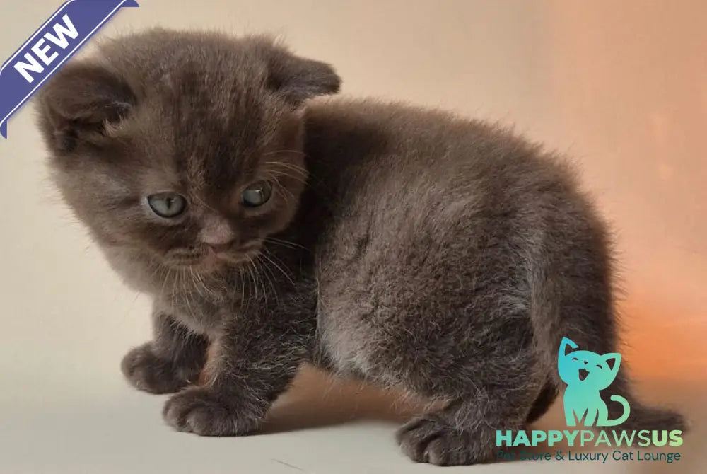 Nefertiti British Shorthair female chocolate - live animals