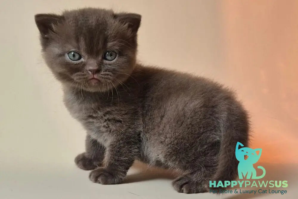 Nefertiti British Shorthair female chocolate - live animals