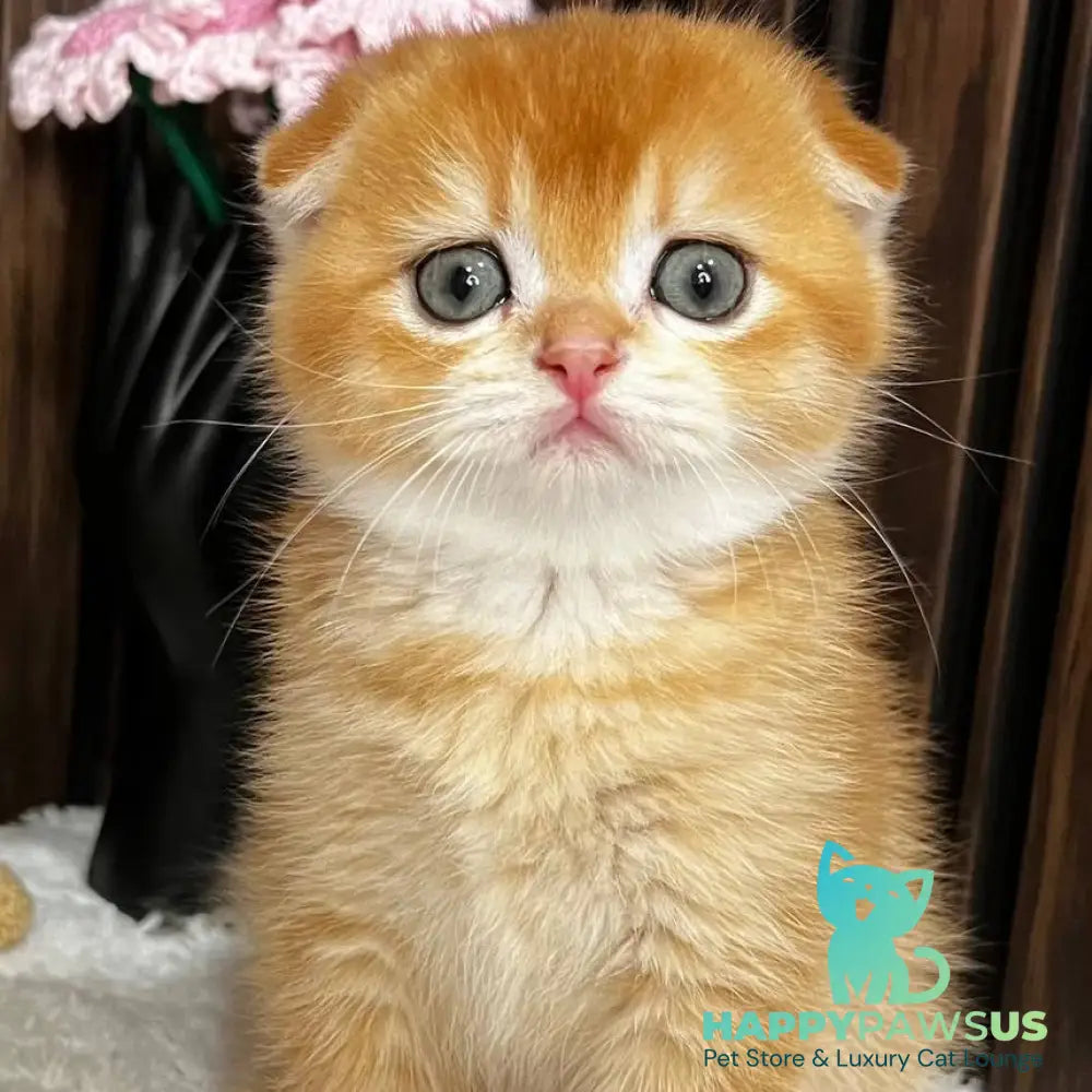 Nefertiti Scottish Fold female black golden chinchilla - live animals