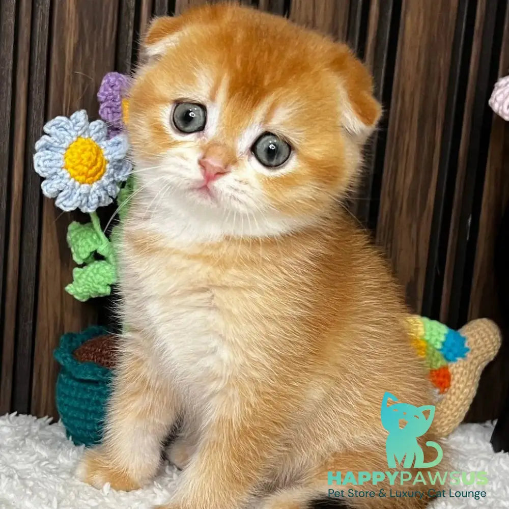 Nefertiti Scottish Fold female black golden chinchilla - live animals