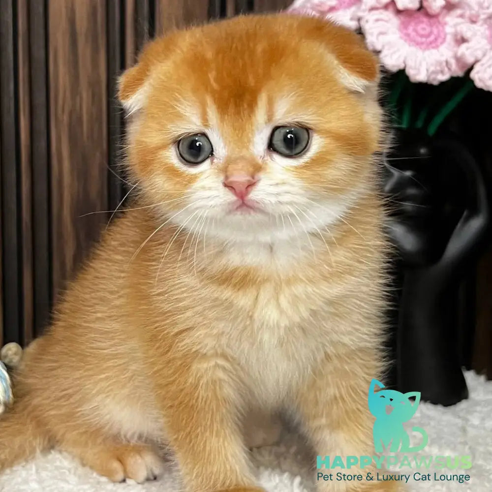 Nefertiti Scottish Fold female black golden chinchilla - live animals