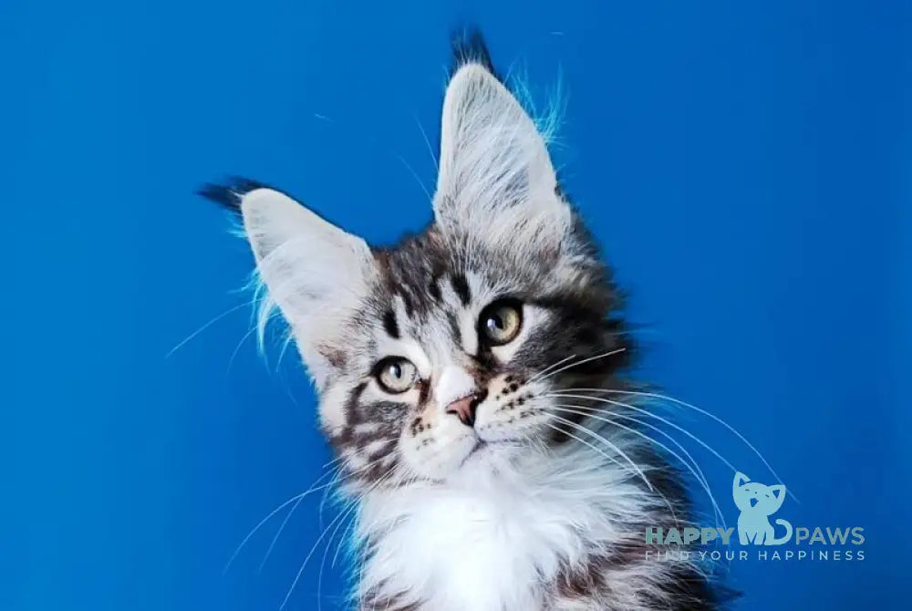 Negan Bengal male black silver tabby bicolour live animals