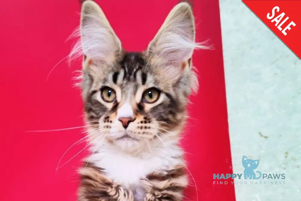 Negan Maine Coon male black silver tabby bicolour live animals