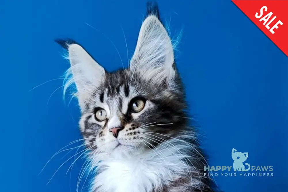 Negan Bengal male black silver tabby bicolour live animals